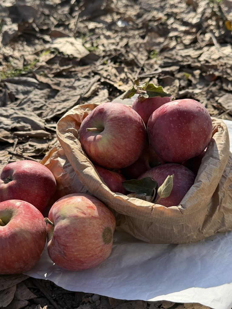 Kırmızı Elma 1 KG
