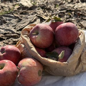 Kırmızı Elma 1 KG